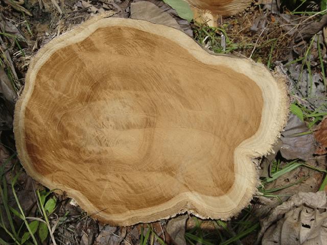 File:A teca (Tectona grandis) também chamada de teak ou djati é